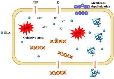 Corrigendum: Ethyl lauroyl arginate: an update on the antimicrobial potential and application in the food systems industry: a review